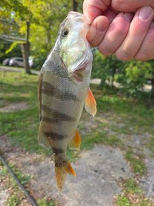 European Perch