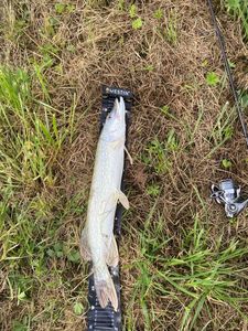 Northern Pike