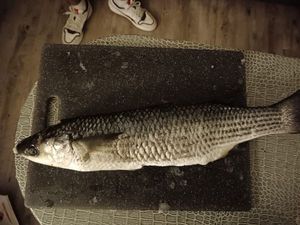 Thicklip Grey Mullet