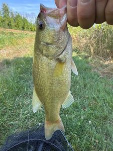 Largemouth Bass