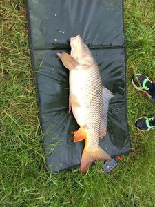 Common Carp