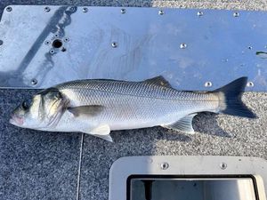 European Bass (Seabass)