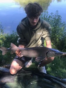 Sturgeon