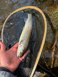 Rainbow Trout