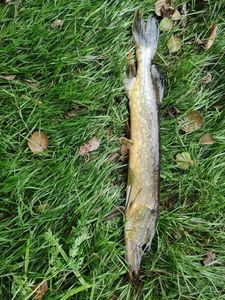 Northern Pike