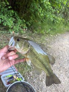 Largemouth Bass