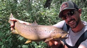 Brown Trout