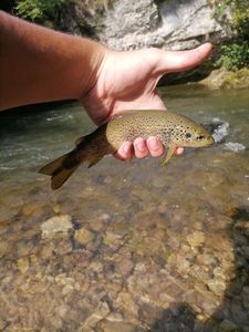 Brown Trout