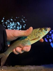 Asp