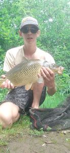 Common Carp