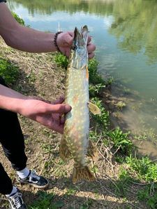Northern Pike
