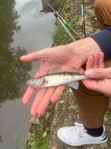 Zander