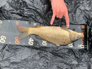 Common Carp