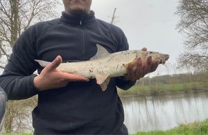 Barbel