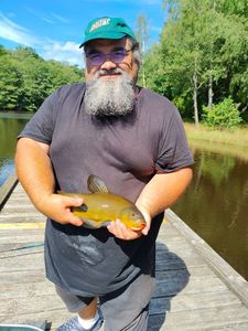 Tench
