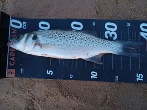 Spotted Seabass