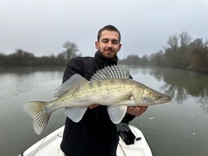 Zander