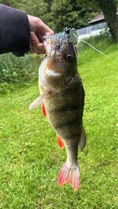 European Perch