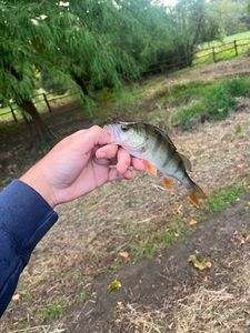 European Perch
