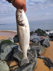 European Bass (Seabass)