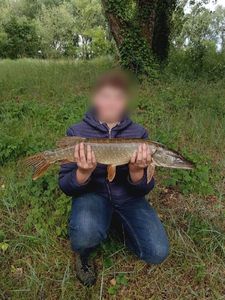 Northern Pike