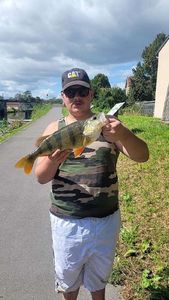 European Perch