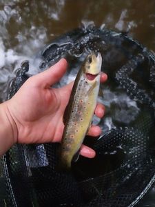 Brown Trout