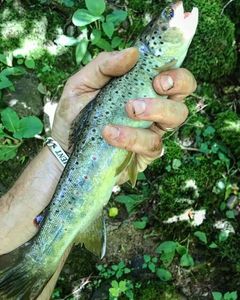 Brown Trout