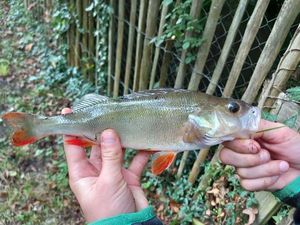 European Perch