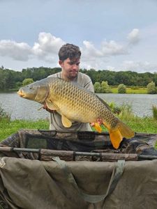 Common Carp