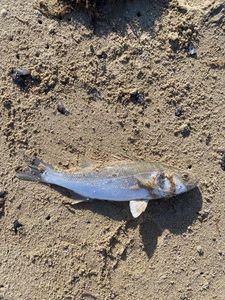 European Bass (Seabass)