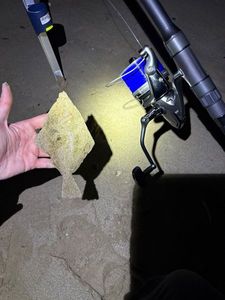 European Flounder