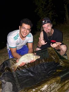 Common Carp