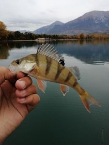 European Perch
