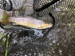 Brown Trout
