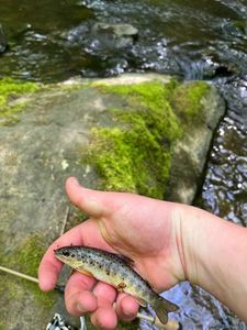 Brown Trout