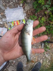 European Perch