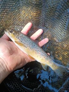 Brown Trout