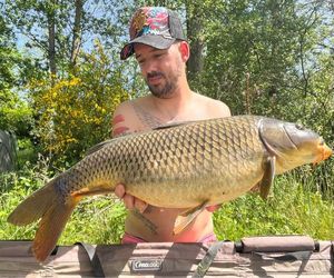 Common Carp