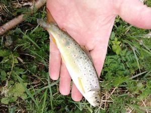Brown Trout