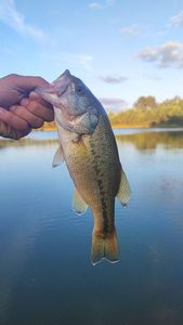 Largemouth Bass