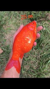 Goldfish