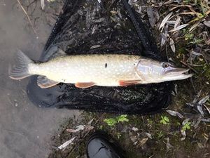 Northern Pike