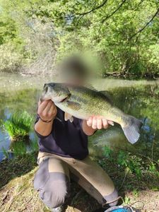 Smallmouth Bass