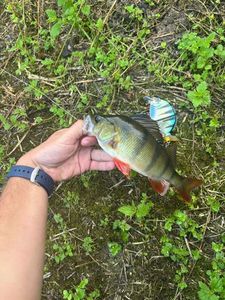 European Perch