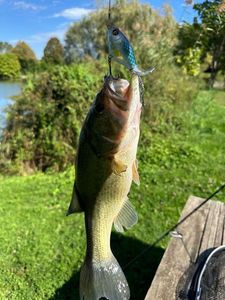 Largemouth Bass