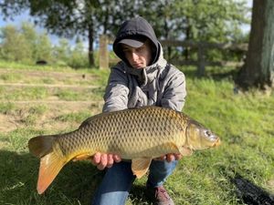 Common Carp