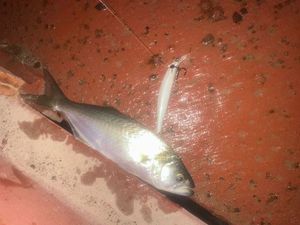 Bluefish