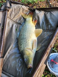 Common Carp