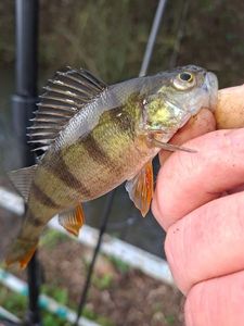 European Perch